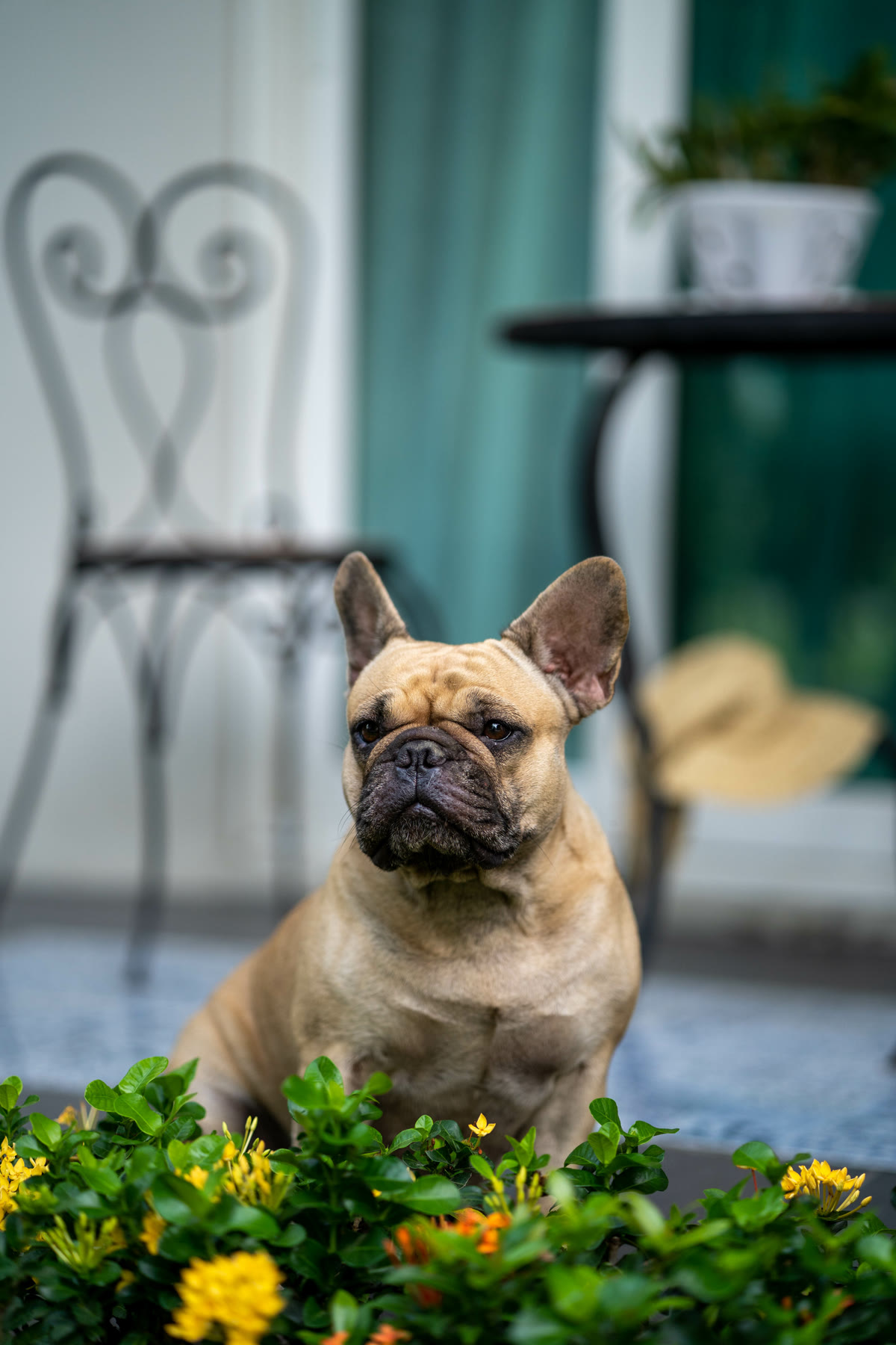 Placeholder portrait for Lulu, showing a fawn French Bulldog in a garden